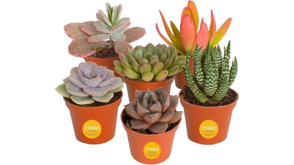 mini succulent plant pack