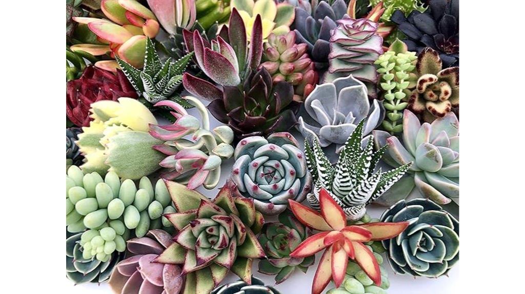 ten live succulent cuttings