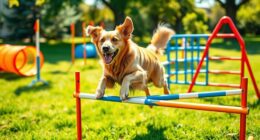 top dog agility training kits