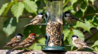 top bird feeders 2026