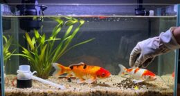 essential large tank maintenance