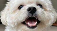 importance of pet dental health