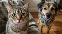 spotting pet stress signs