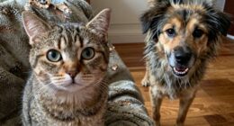 spotting pet stress signs