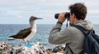 Priya - The blue-footed booby