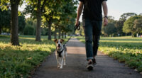 The Safest Way to Freedom for Your Dog