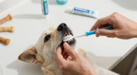 15 Best Pet Dental Care Products in 2026
