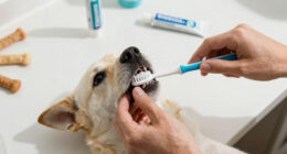 15 Best Pet Dental Care Products in 2026